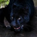 slides/_MG_4877.jpg wildlife, feline, big cat, cat, predator, fur, black, leopard, panther, eye, fang WBCS16 - Black Leopard